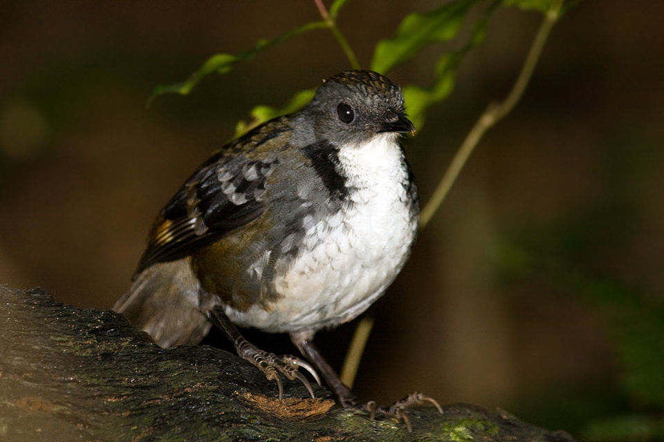 Australian Logrunner (Orthonyx temminckii)